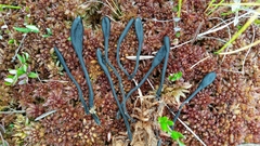 Geoglossum sphagnophilum