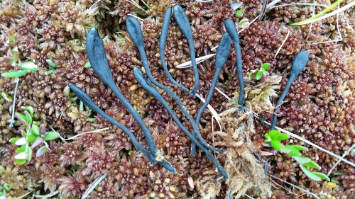 Earth Tongues