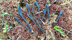 Geoglossum sphagnophilum