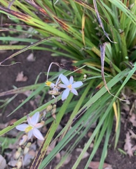 Chlorophytum saundersiae