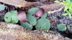 Corybas aconitiflorus