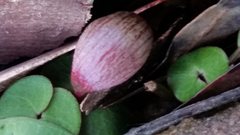Corybas aconitiflorus