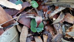 Corybas aconitiflorus