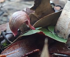 Corybas aconitiflorus