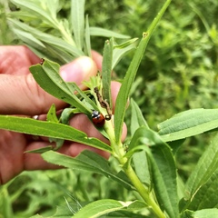 Coccinella septempunctata