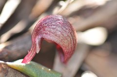 Corybas aconitiflorus