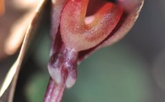 Corybas aconitiflorus