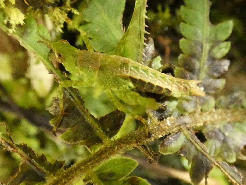 Parepisactinae