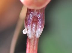 Corybas aconitiflorus