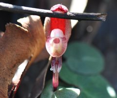 Corybas aconitiflorus