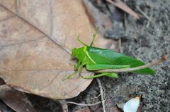 Paracaedicia serrata