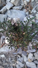 Iberis