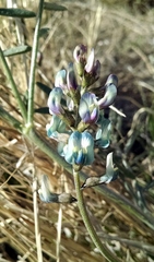 Astragalus arizonicus