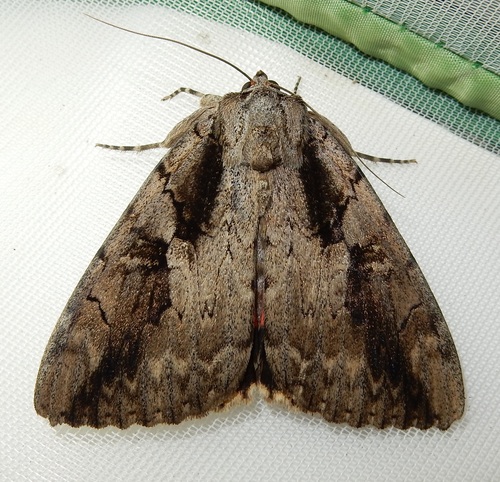 Sweetheart Underwing