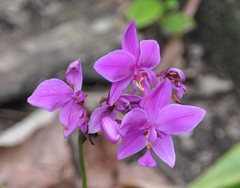 Spathoglottis