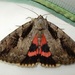 Sweetheart Underwing - Photo (c) jonnx12, some rights reserved (CC BY-SA)
