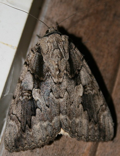 Sweetheart Underwing
