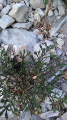 Iberis