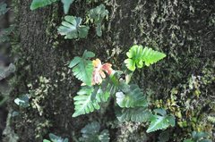 Davallia repens