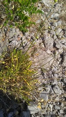 Cephalaria coriacea