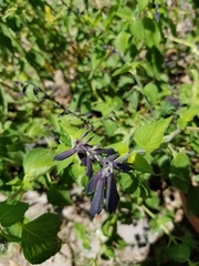 Salvia
