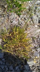 Cephalaria coriacea