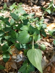 Calyptocarpus vialis