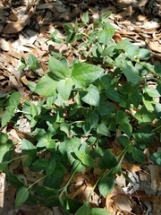 Calyptocarpus vialis