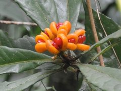 Pittosporum rubiginosum