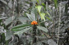 Pittosporum rubiginosum