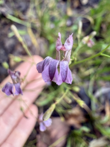 Goodenia purpurascens, 2025-03-26