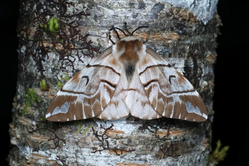 Endromis versicolora