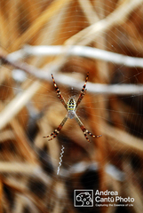 Argiope picta