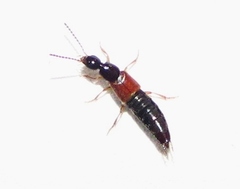Philonthus rufulus
