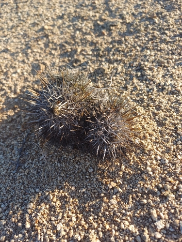 Copiapoa megarhiza