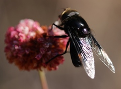 Copestylum violaceum