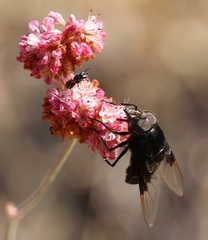 Copestylum violaceum
