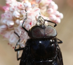 Copestylum violaceum
