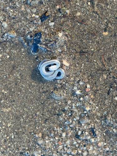 iNaturalist observation photo of Common Sharp-tailed Snake
