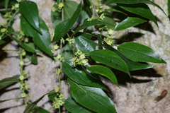 Colubrina triflora