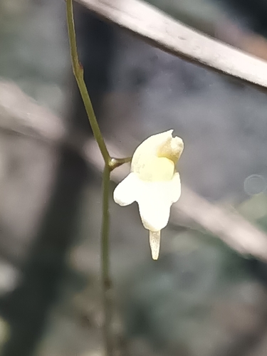 Utricularia pusilla, photograph 2