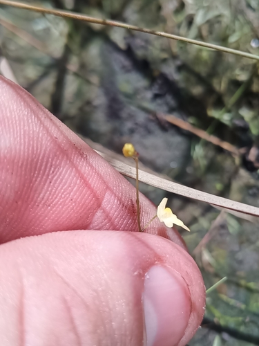 Utricularia pusilla, photograph 4