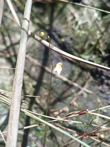 Utricularia pusilla, photograph 5