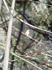 Utricularia pusilla, photograph (c) Guillaume Delaitre, some rights reserved (CC BY)