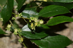 Colubrina triflora