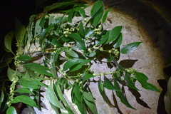 Colubrina triflora