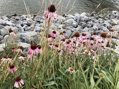 Echinacea angustifolia