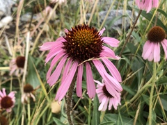 Echinacea angustifolia