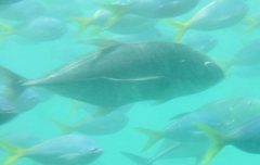 Turrum gymnostethus
