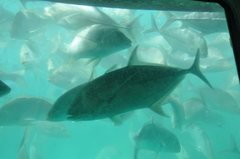 Turrum gymnostethus